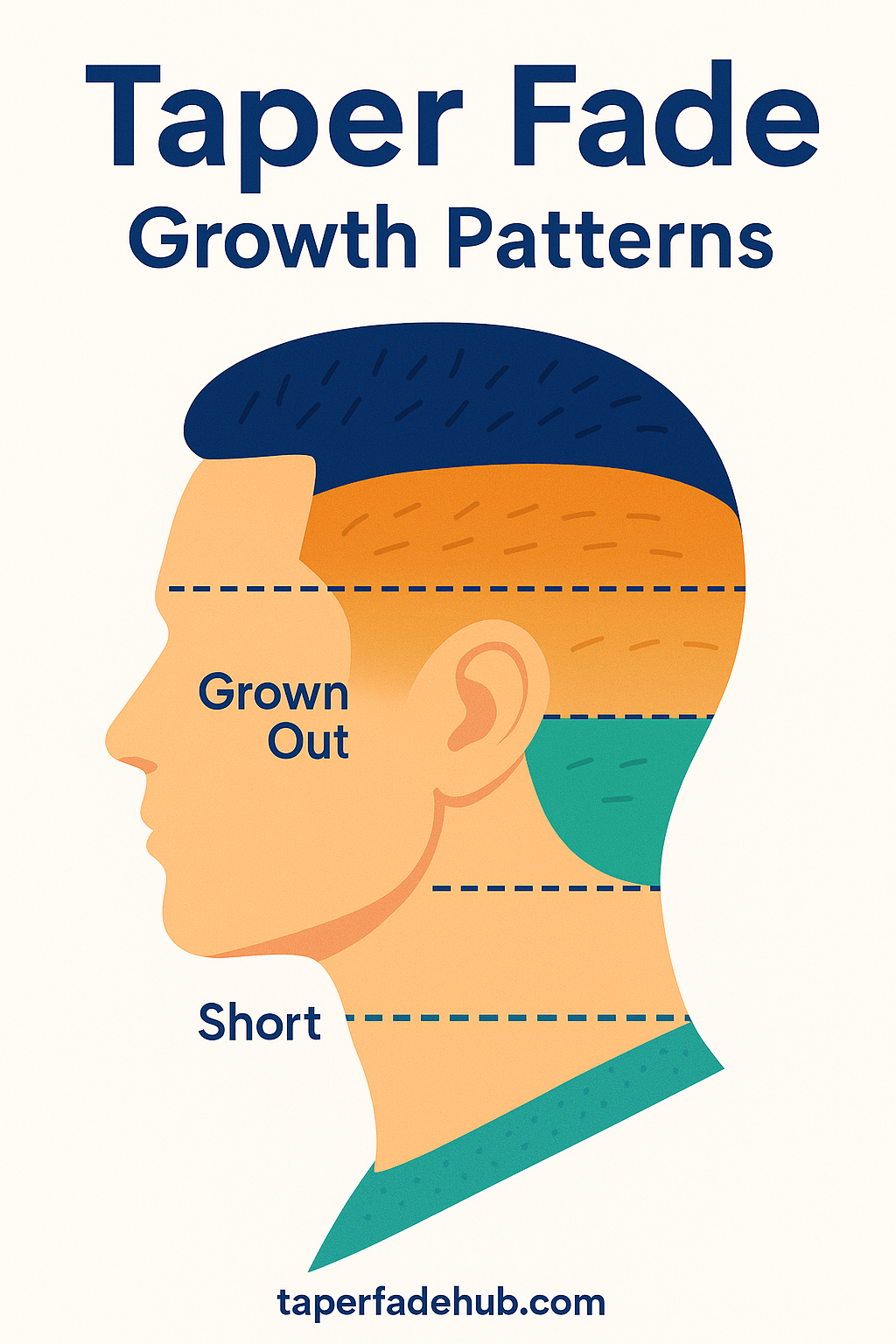 Hair growth patterns diagram for taper fades